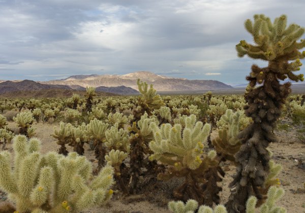 Joshua Tree National Park Joshua Tree National Park