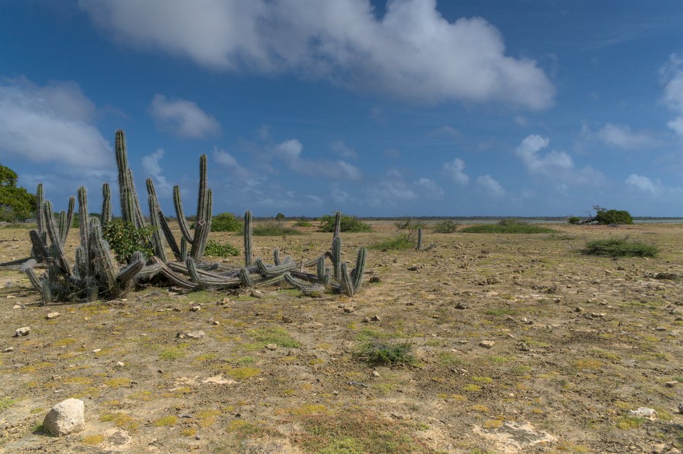 Bonaire habitat