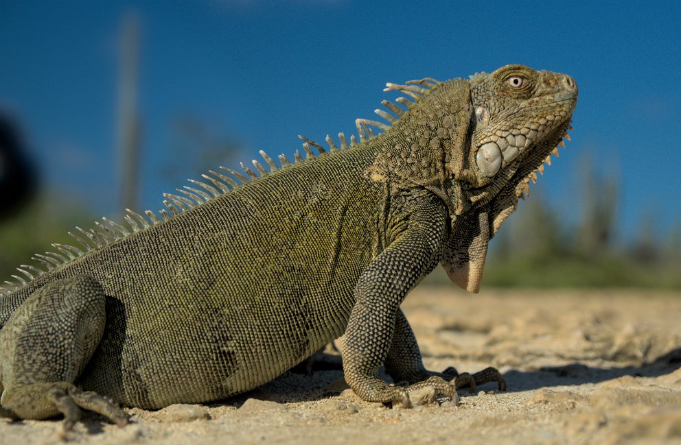 Proud iguana