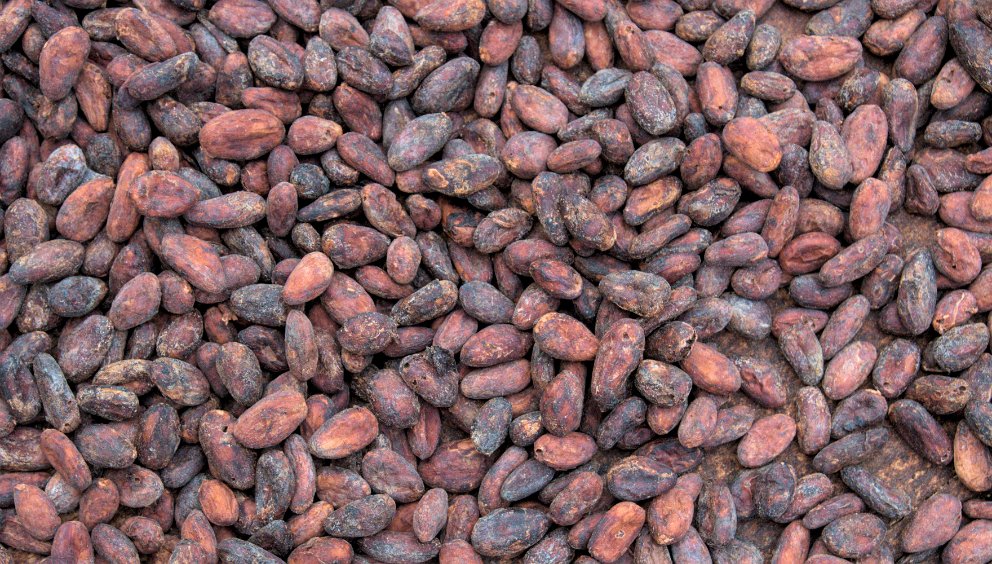 Cacao beans