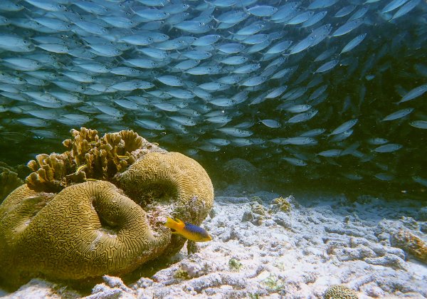 Bonaire Bonaire