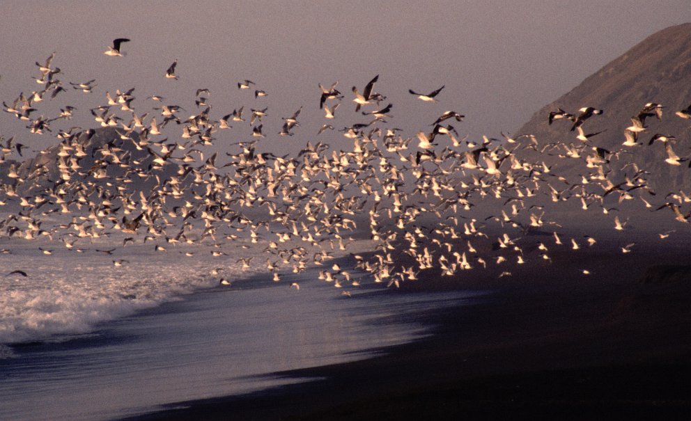 Birds (1993)