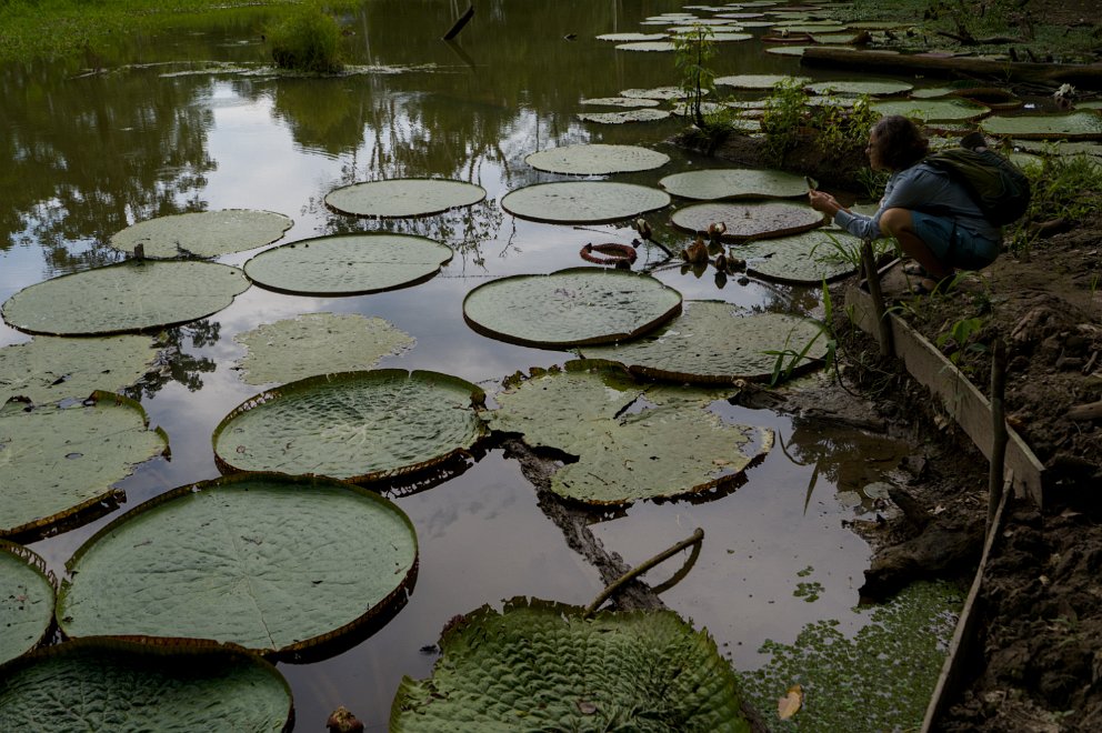 Water lily (victoria amazonica)