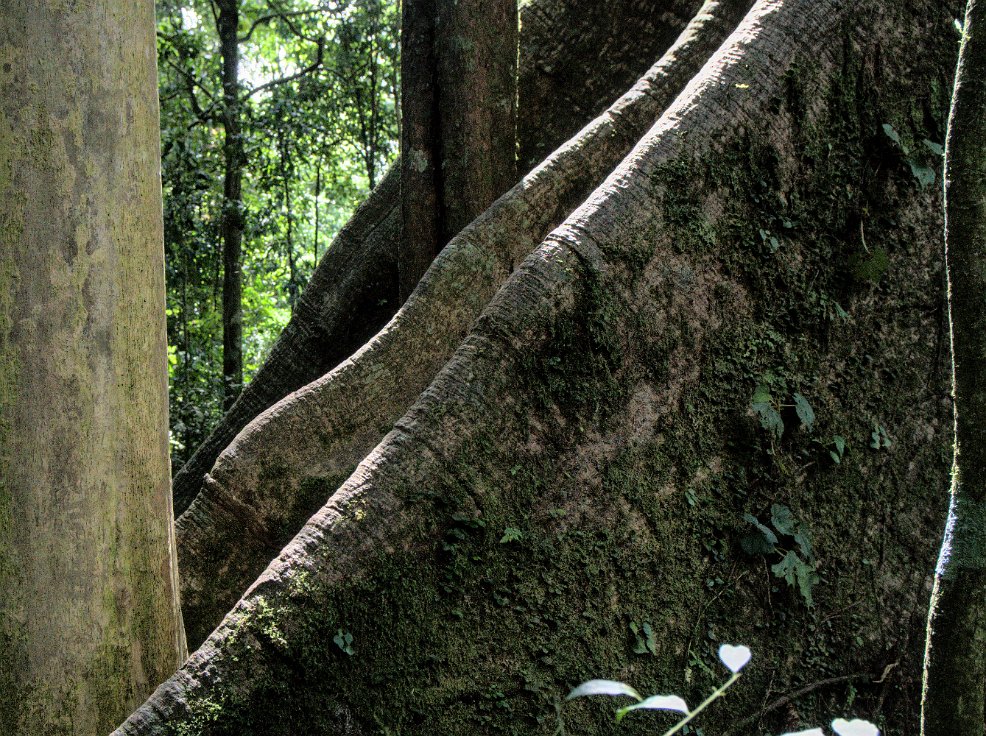 Ceiba tree