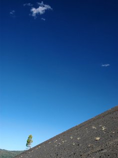 Lonely tree