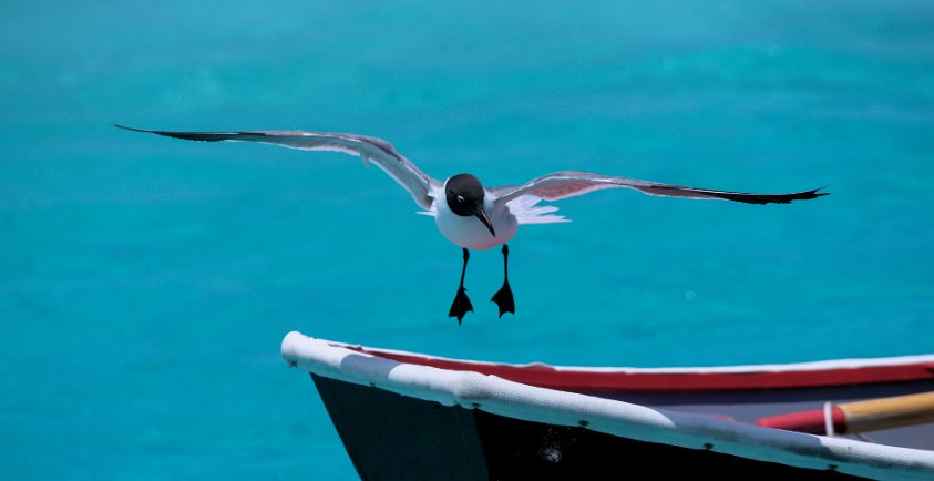 Don't poop on my dinghy!