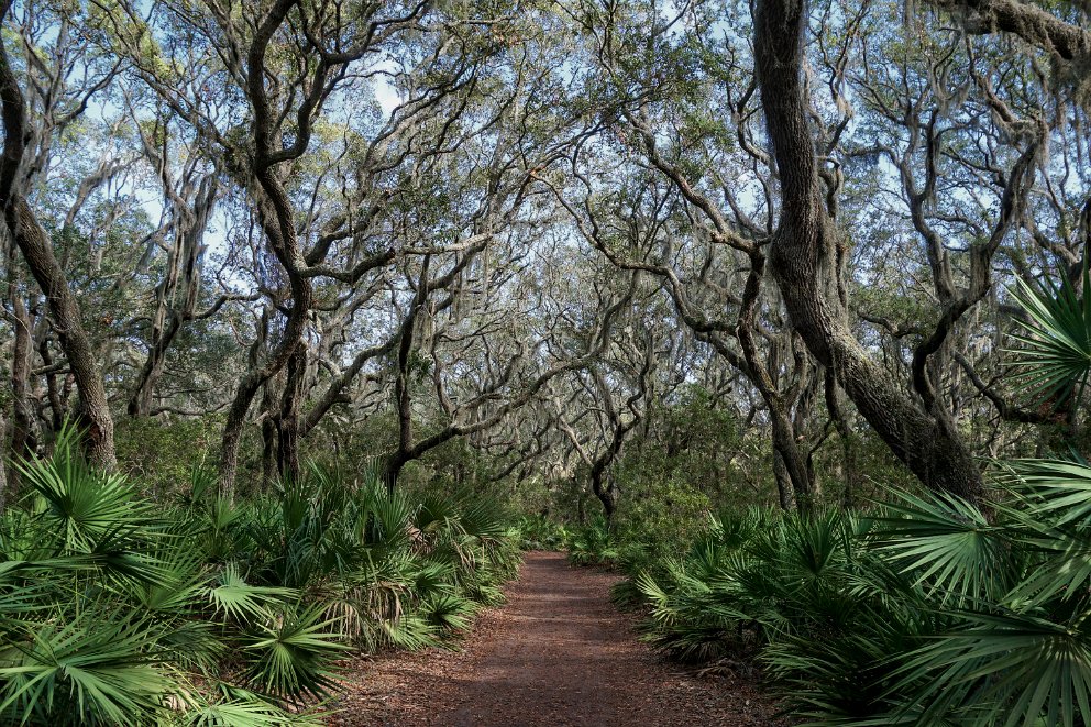 Cumberland Island, Georgia