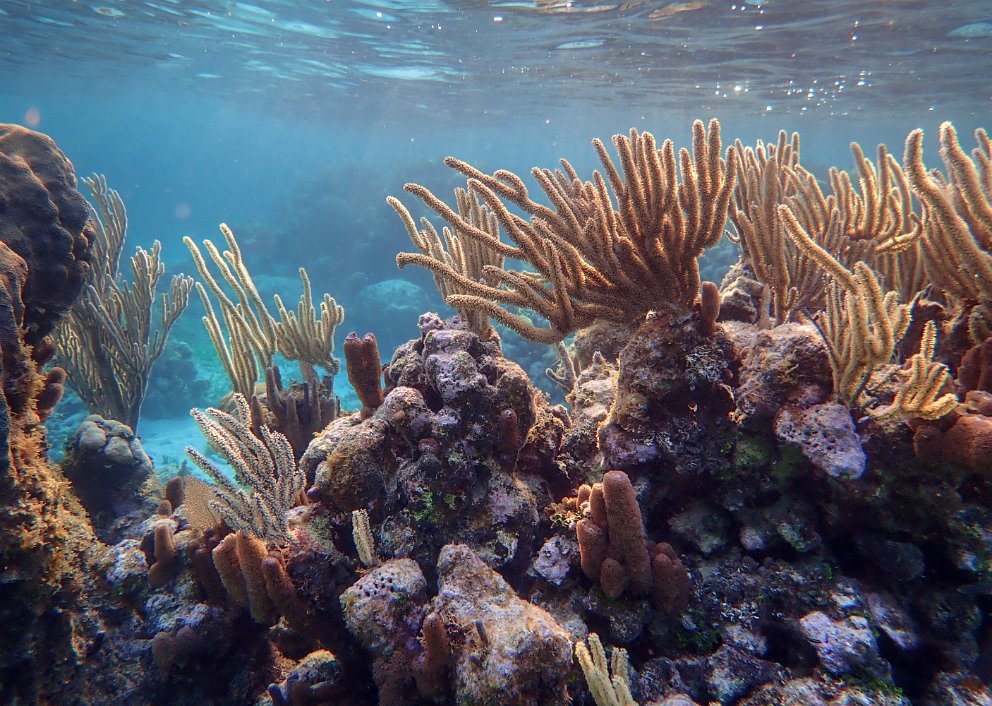 Sandy Bay reef