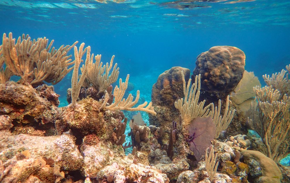 Sandy Bay reef