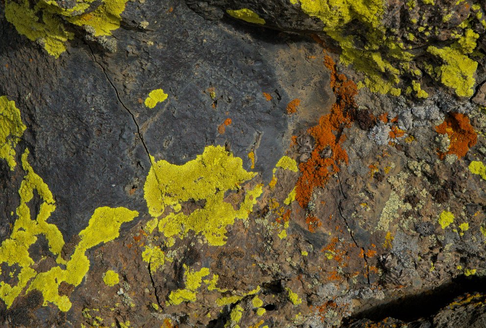 Colorful lichens