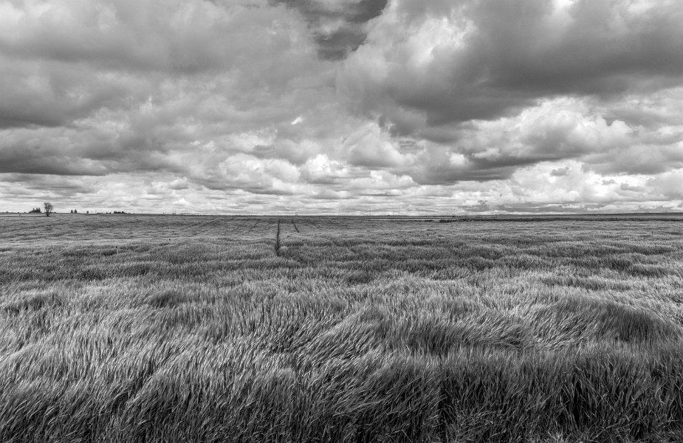 Wheat fields