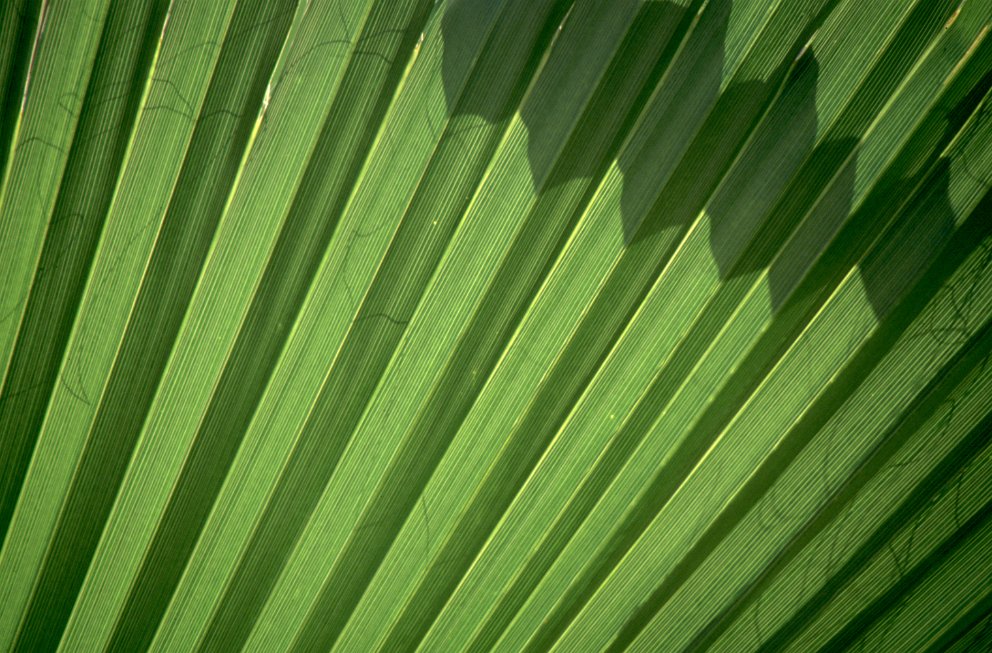 Palm leaf (1994)
