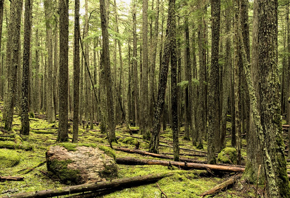 Johns Lake Trail