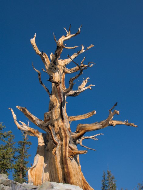 Bristlecone pine