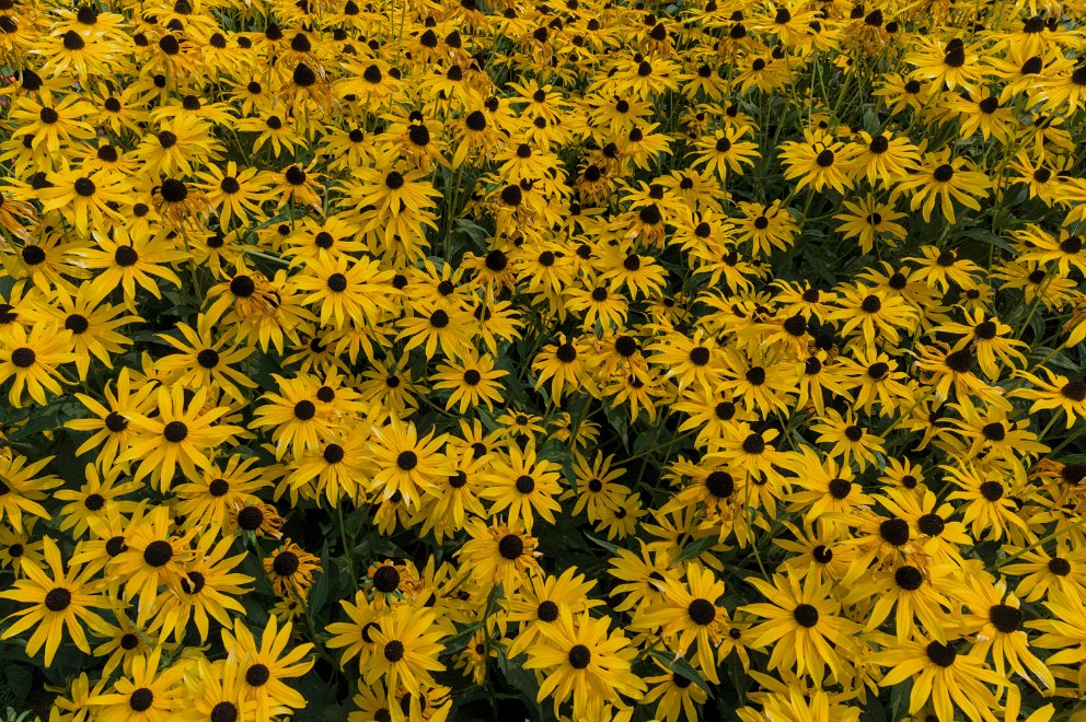 Pittock Gardens, Portland