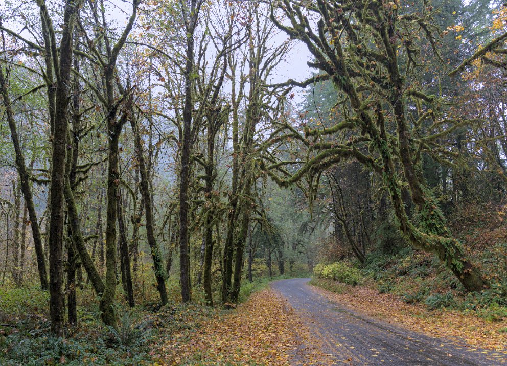 Siuslaw National Forest