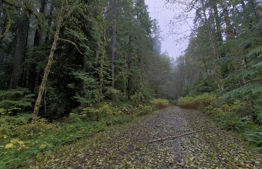 Siuslaw National Forest