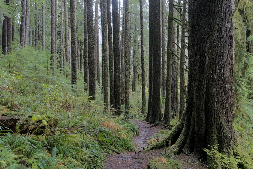 Kentucky Falls Trail