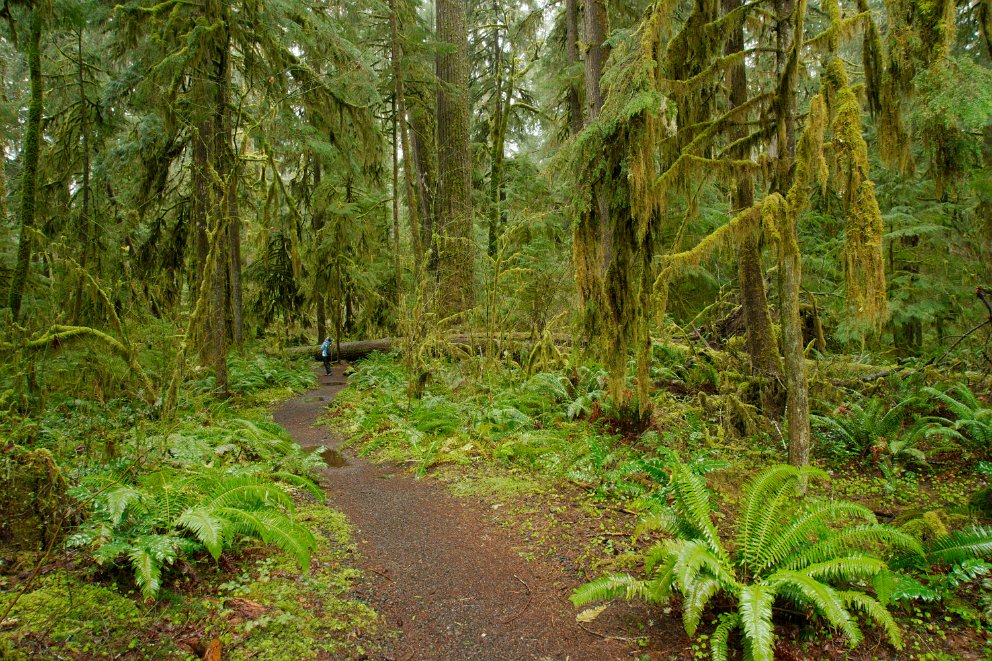 Delta Old Growth Nature Trail