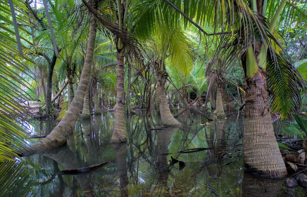 Carenero Island