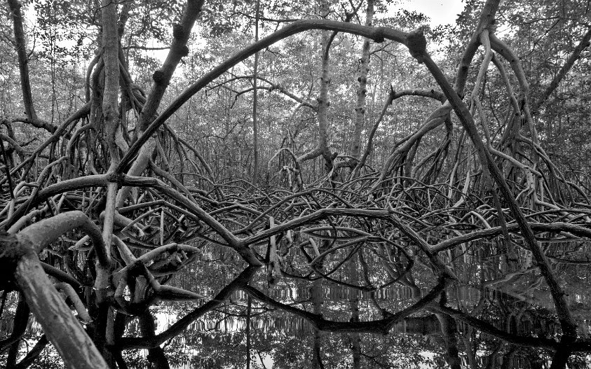 Mangroves