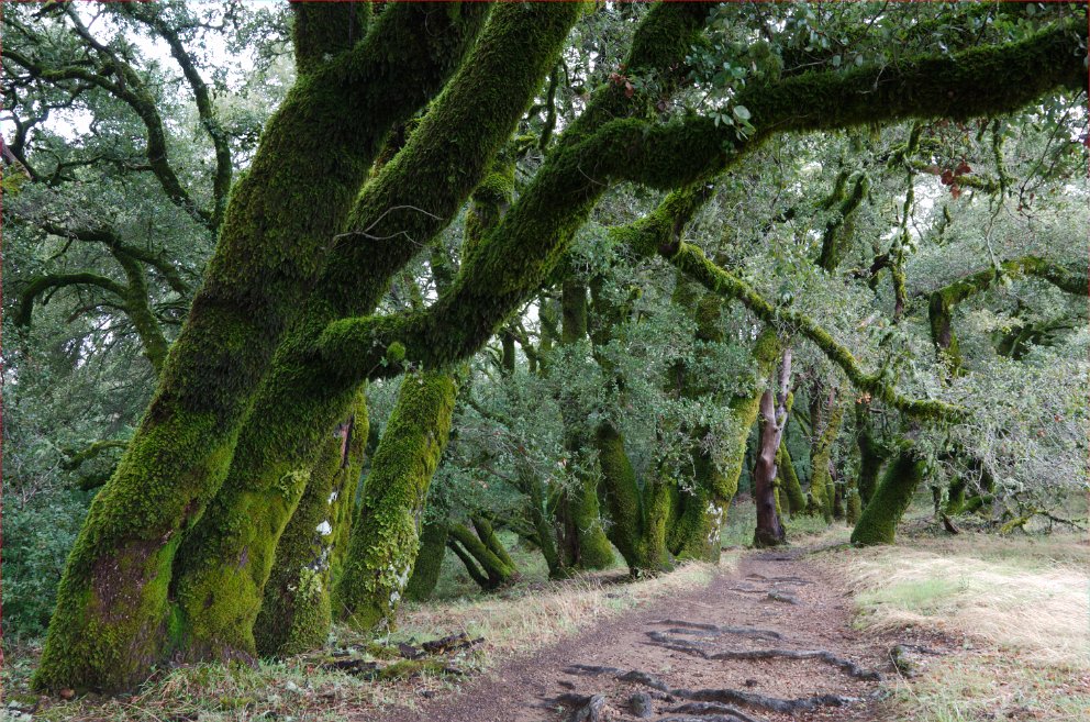 Russian Ridge Trail