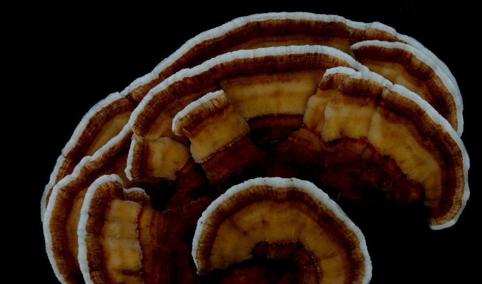 Turkey Tail