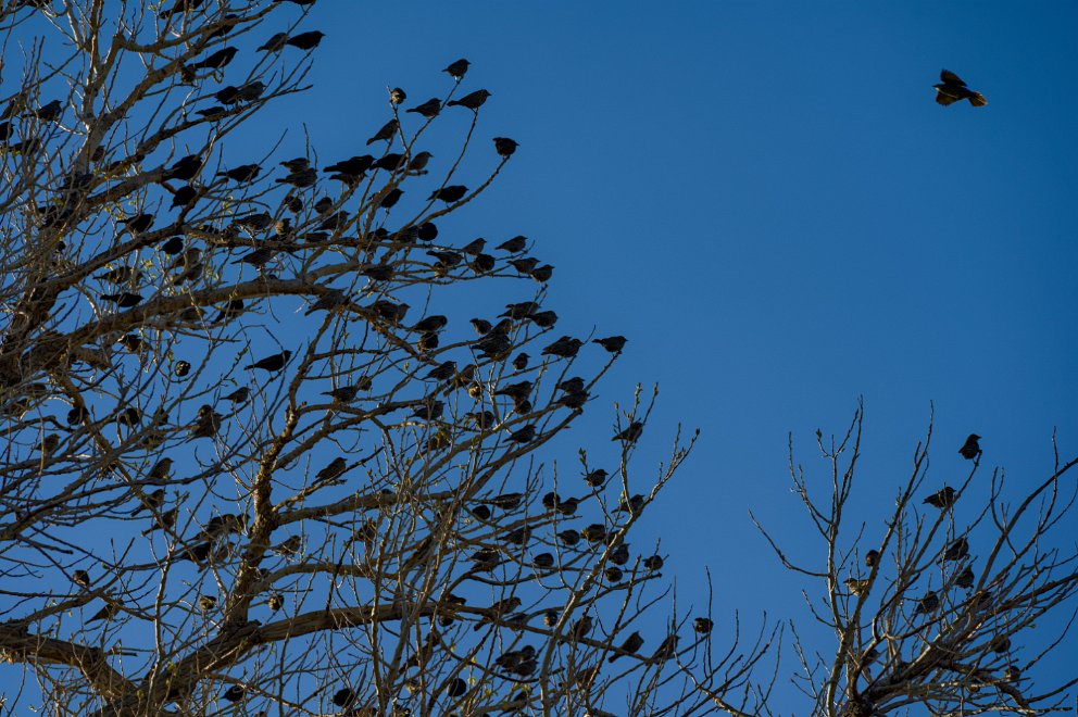 Cimarron National Grassland, Kansas