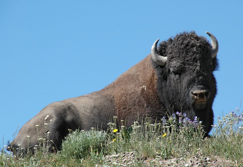 Buffalo in Hayden Valley