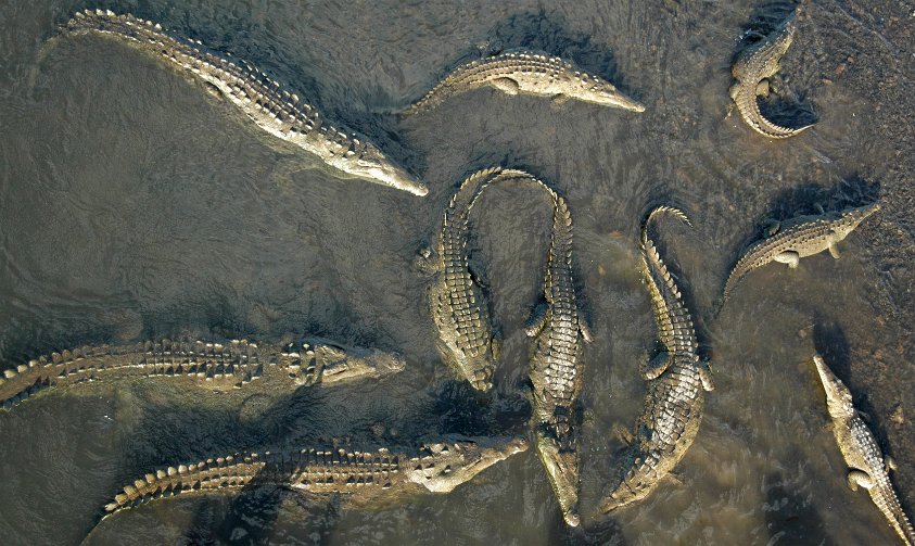 Crocodile Feast