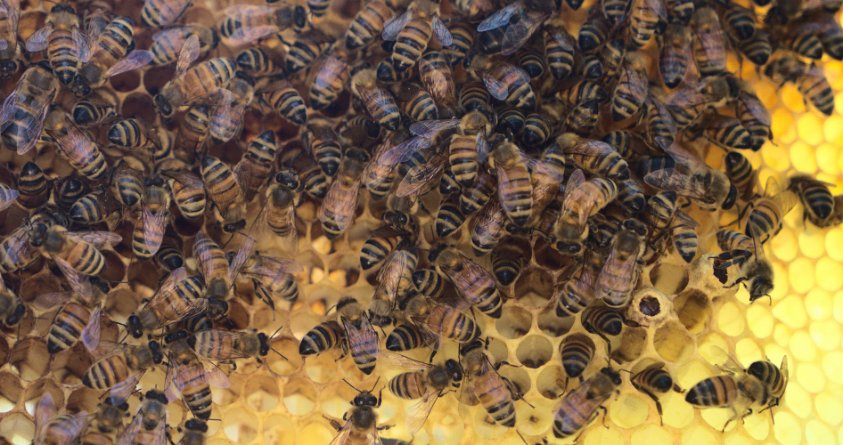 To bee or not to bee