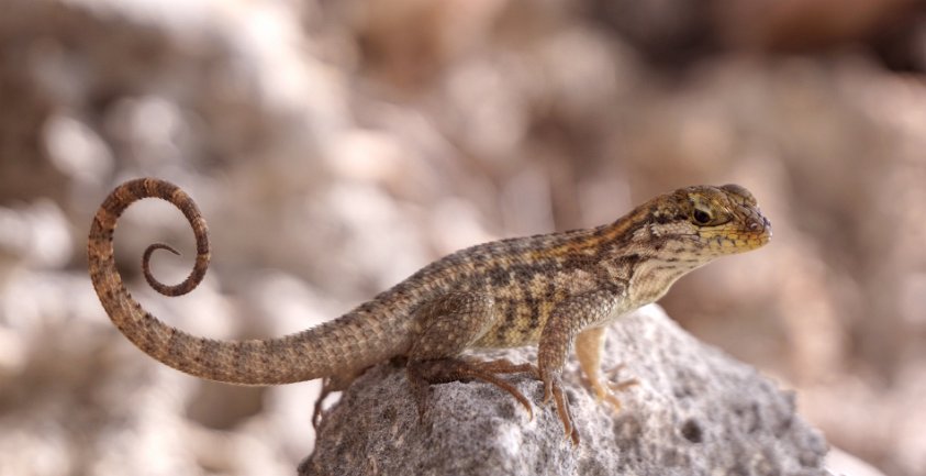 Curly tail lizzard