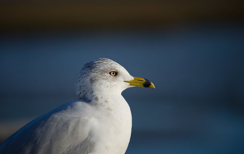 Seagull