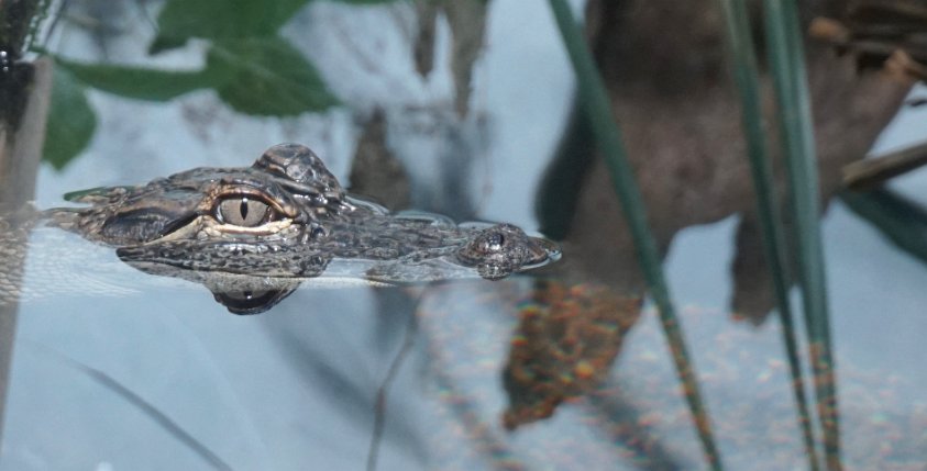 South Carolina Aquarium