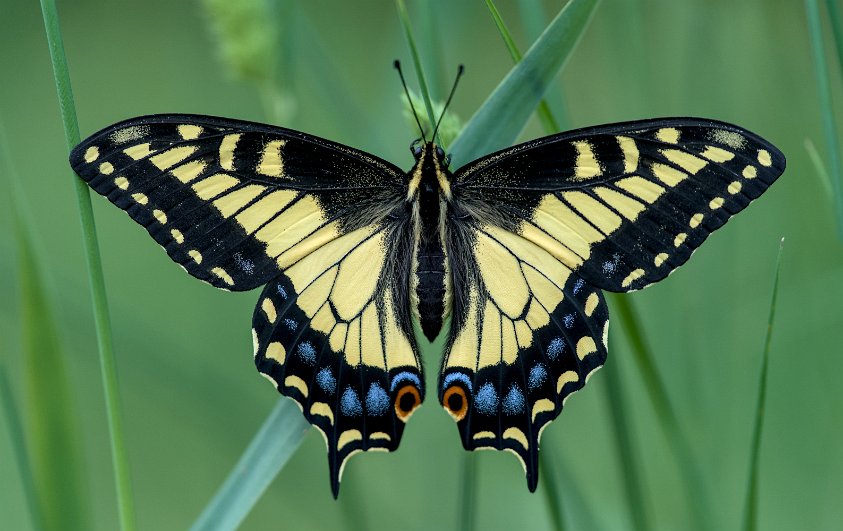 Tiger Swallowtail