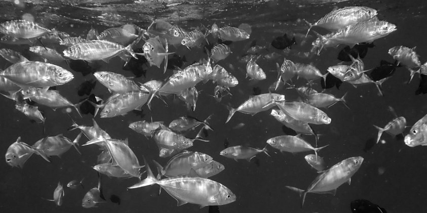 Jacques Cousteau underwater nature reserve