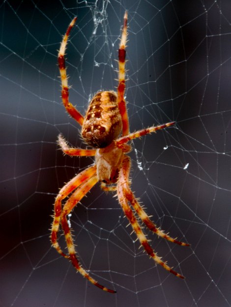 Cross Spider