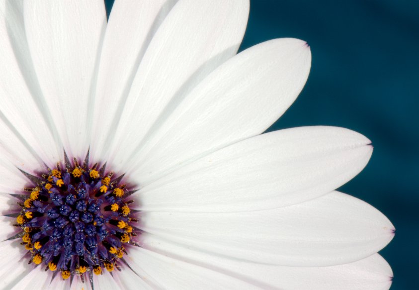 Daisy petals