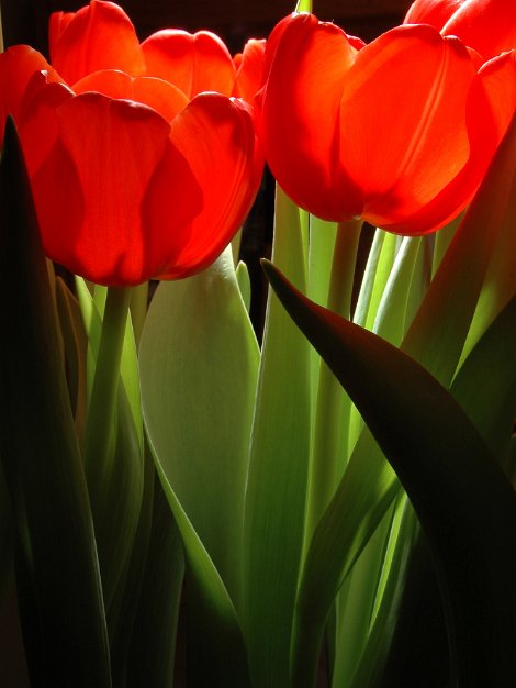 Tulips