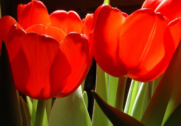 Around the house Around the house