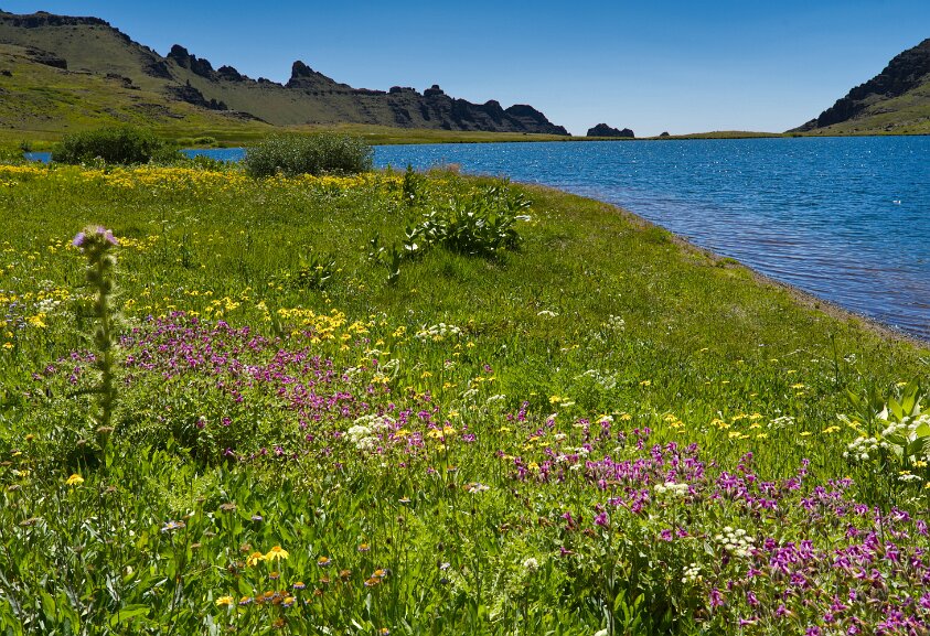Wild flowers at Wildhorse Lake