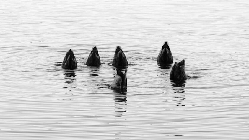 Duckhenge