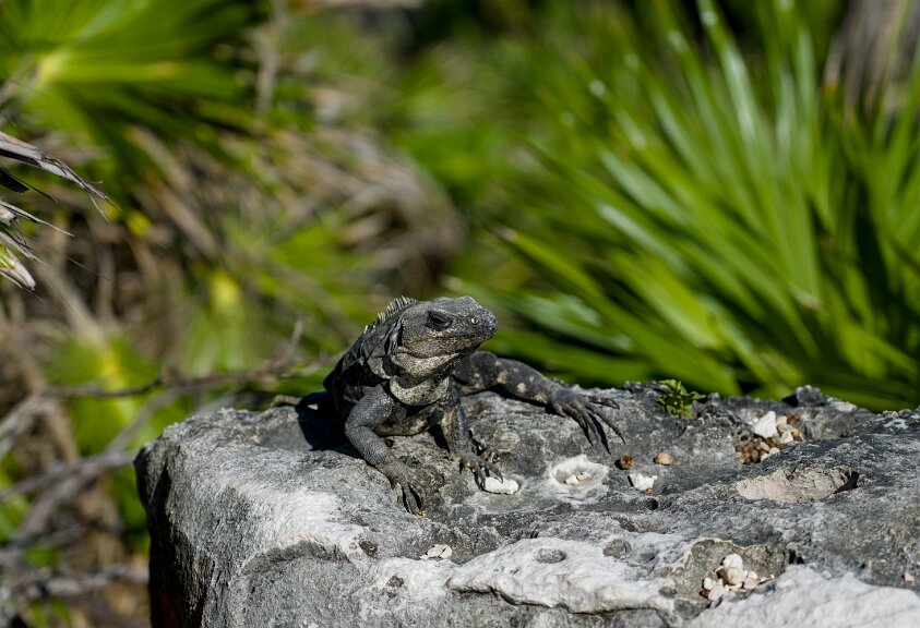 Local lizard lounging