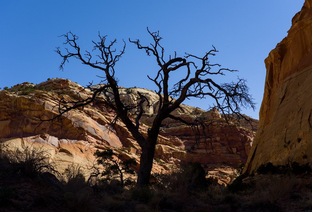 Capitol Gorge