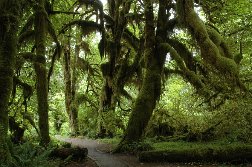 Hoh Rain Forest