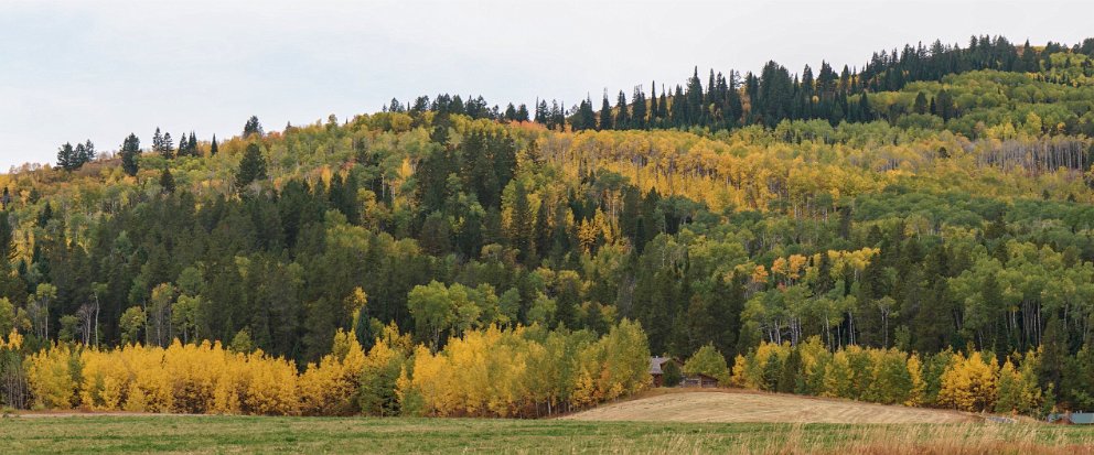 Fall colors near Idaho Falls