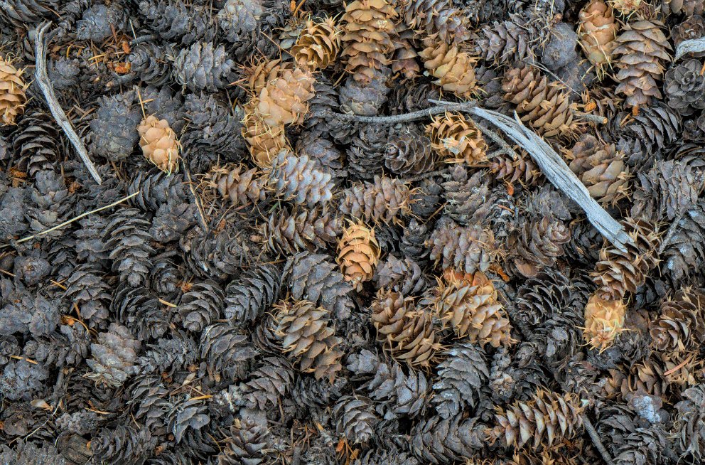 Pine Cones