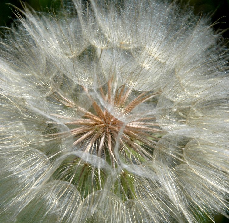 Dandelion