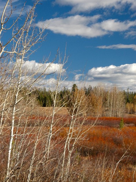 Colorful fall in Grand Teton